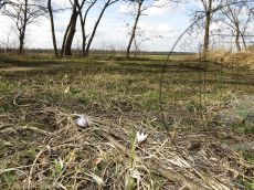 Crocus-reticulatus_лесополоса